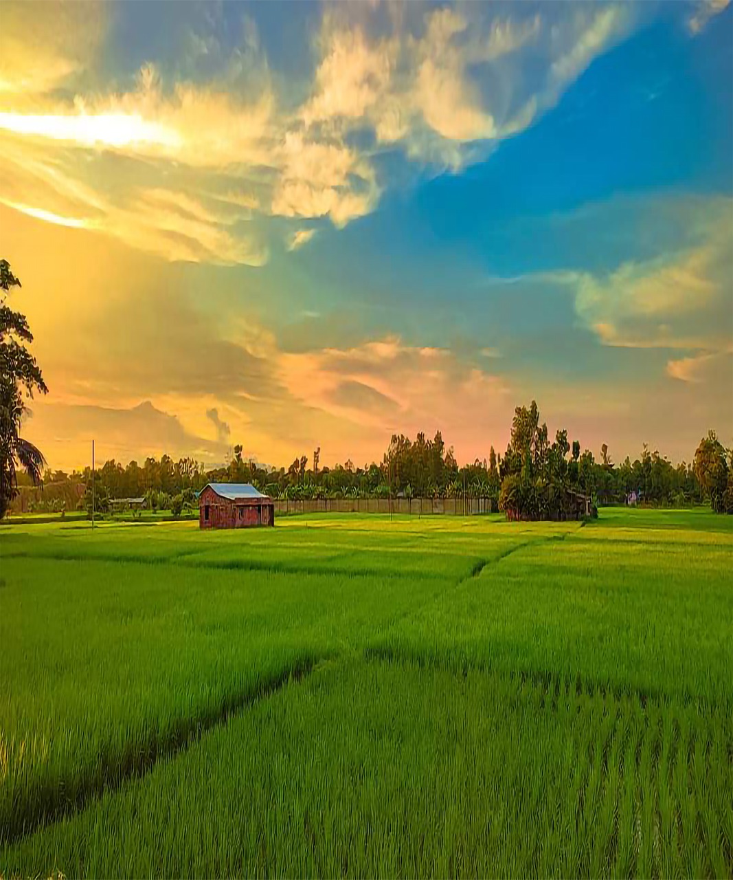 rice fields, paddy fields, sunset-6593929.jpg